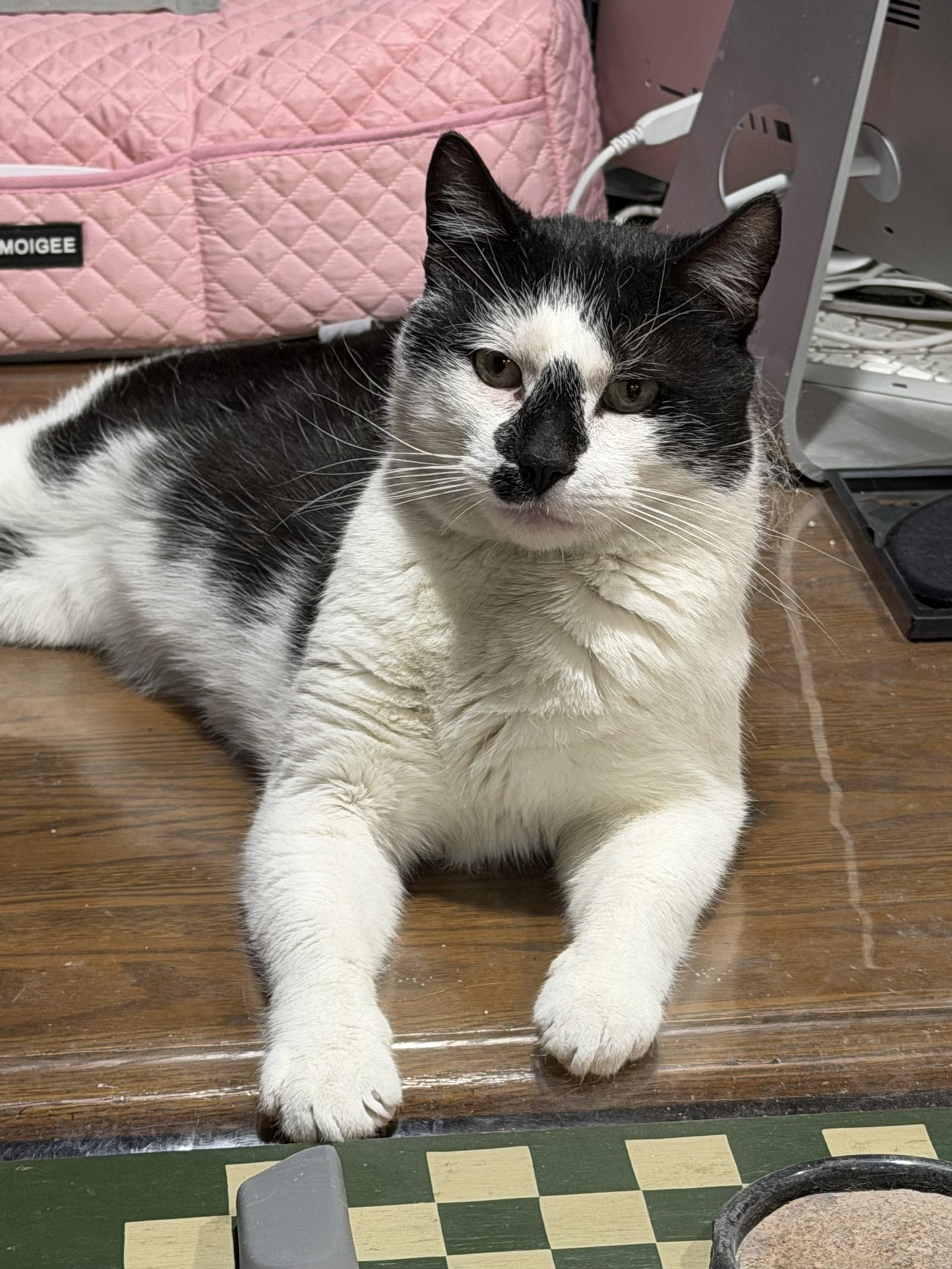 Streets, a Adoptable Domestic Short Hair in Stewartsville, NJ image 2/3