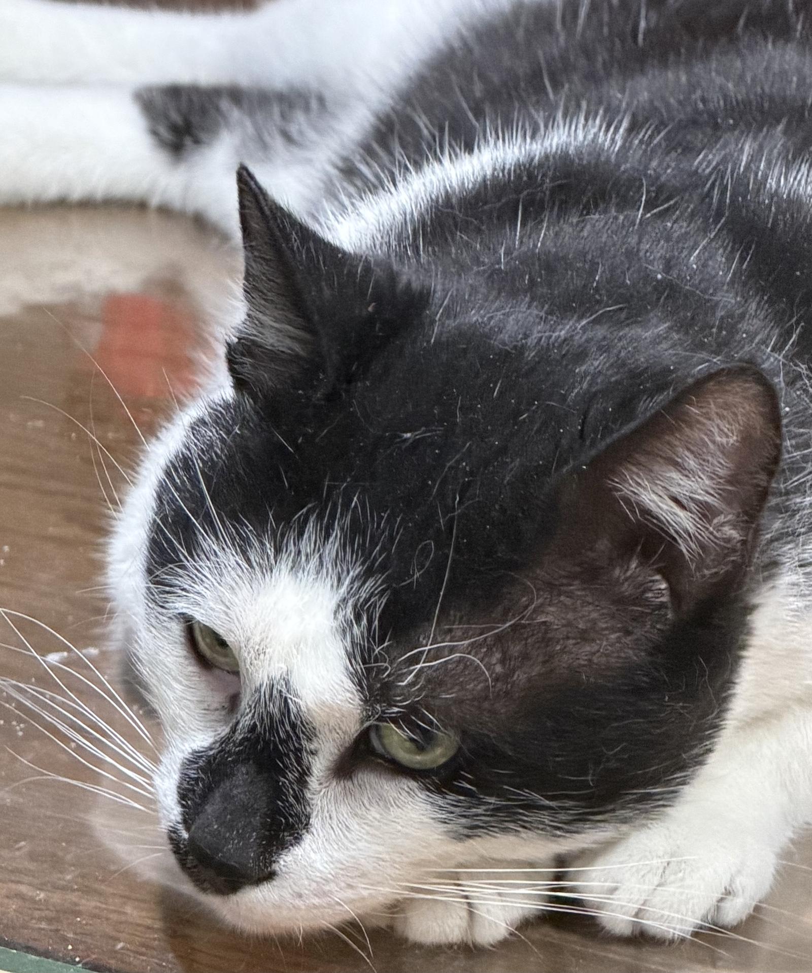 Streets, a Adoptable Domestic Short Hair in Stewartsville, NJ image 3/3