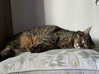 Juju, a Adoptable mixed breed in Montreal, QC image 2/3