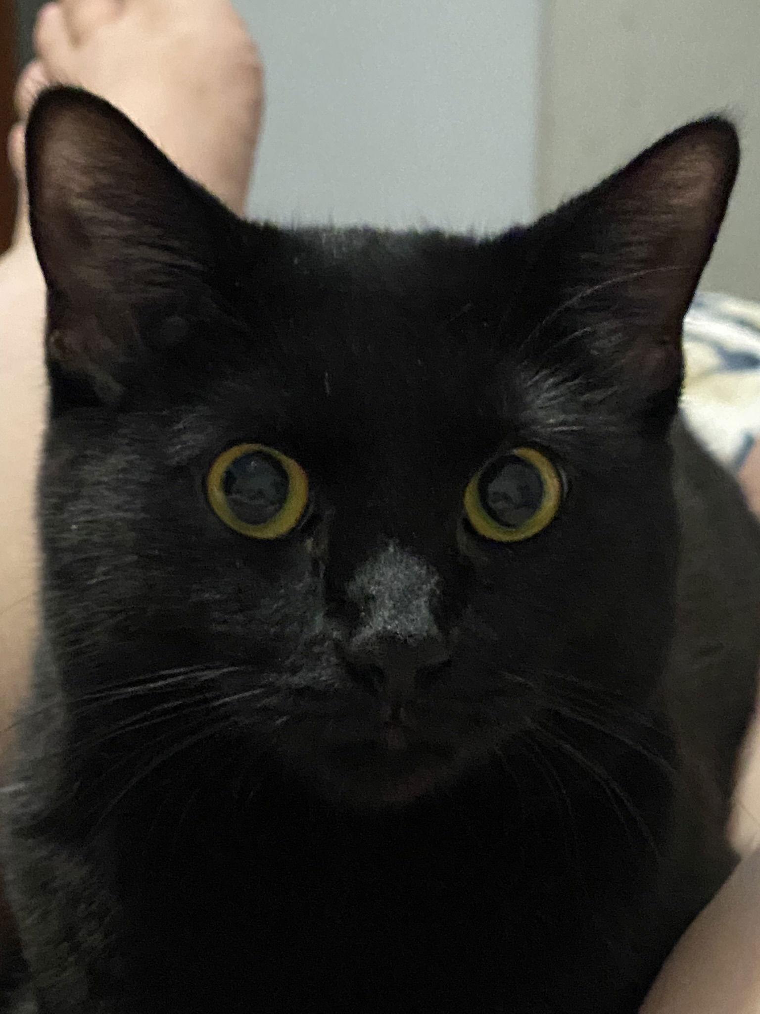 Enlarge Ghost, a Adoptable Domestic Short Hair in Phoenix, AZ image 1/3