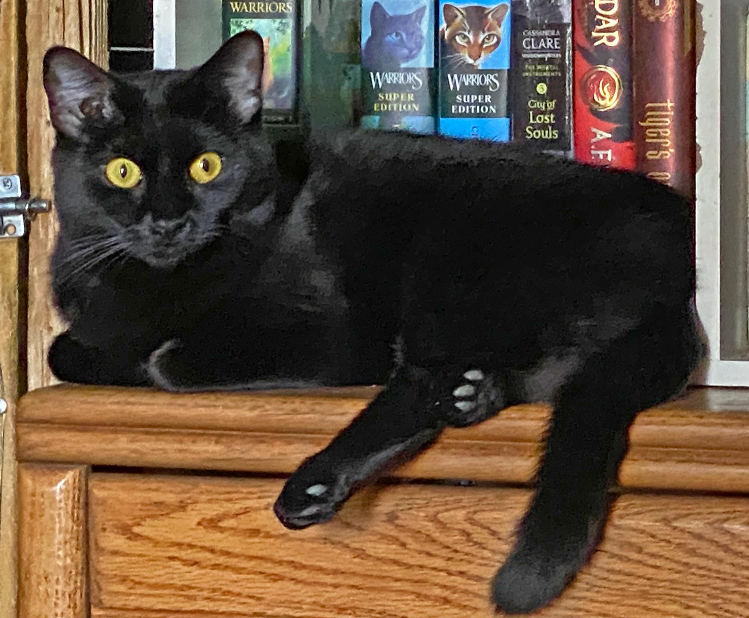 Enlarge Ghost, a Adoptable Domestic Short Hair in Phoenix, AZ image 2/3