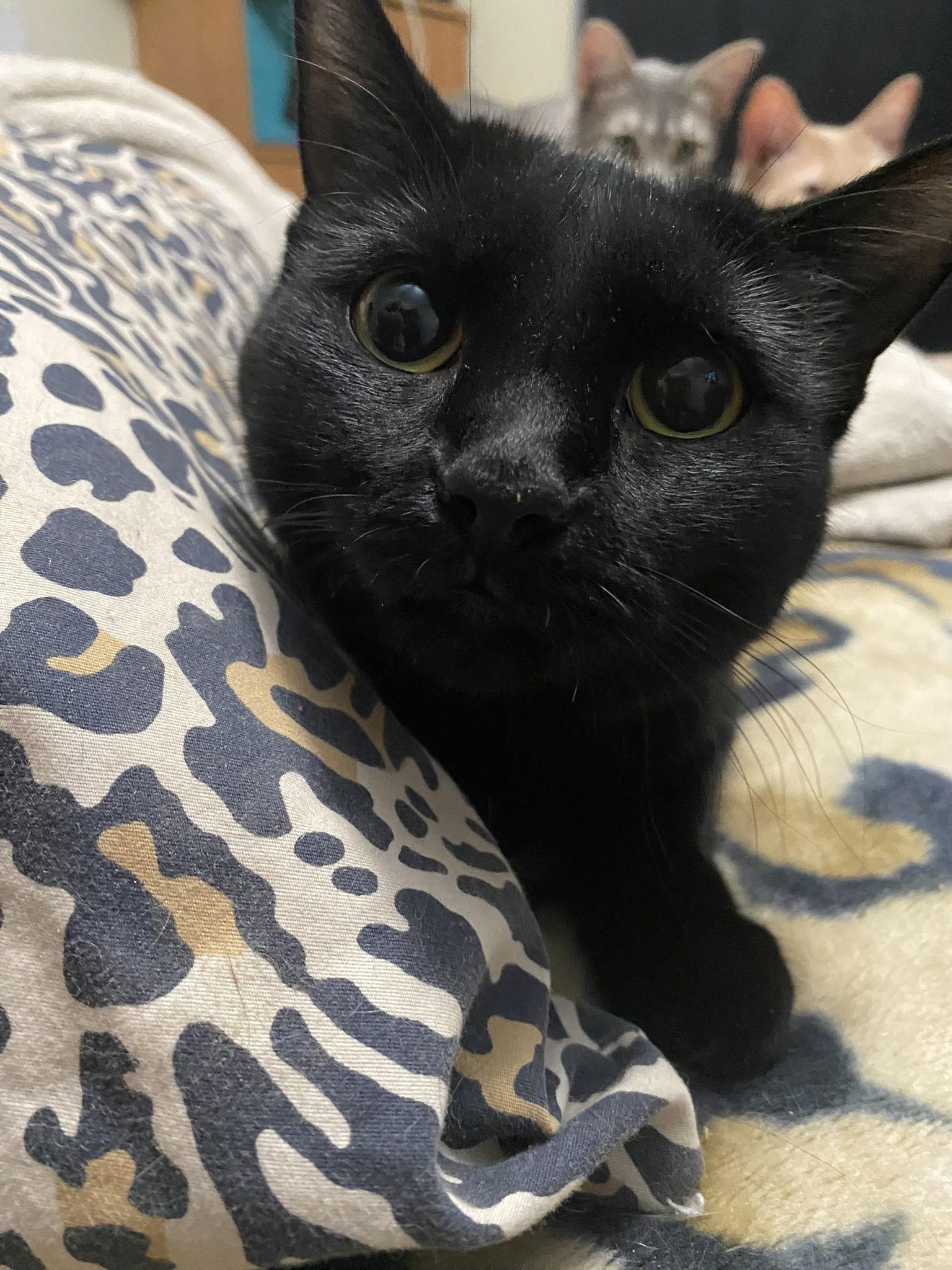 Enlarge Ghost, a Adoptable Domestic Short Hair in Phoenix, AZ image 3/3