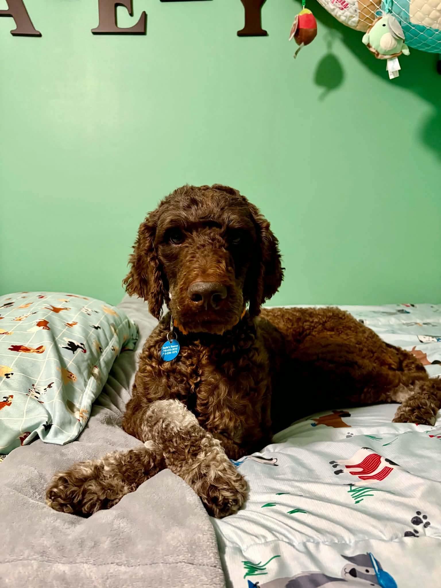 Standard Poodles for Adoption in Buffalo, New York | Petfinder