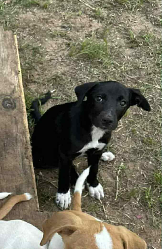 Jovie, Baby Female unknown