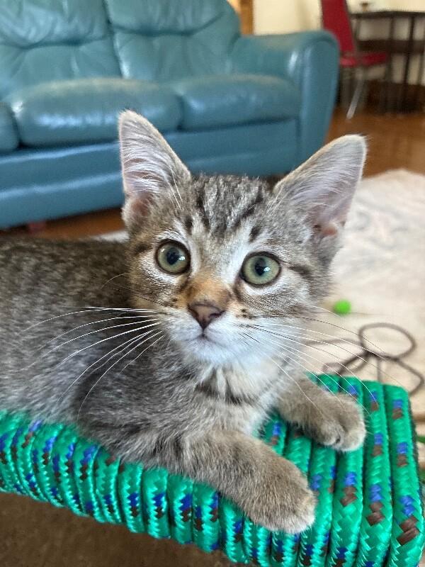 Noodle, Adoptable, Young Female Domestic Short Hair.