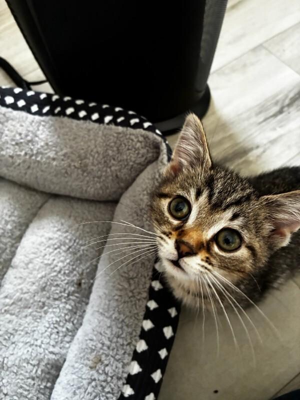 Enlarge Noodle, a Adoptable Domestic Short Hair in Adrian, MI image 2/6