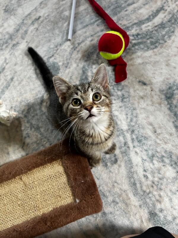 Enlarge Noodle, a Adoptable Domestic Short Hair in Adrian, MI image 3/6