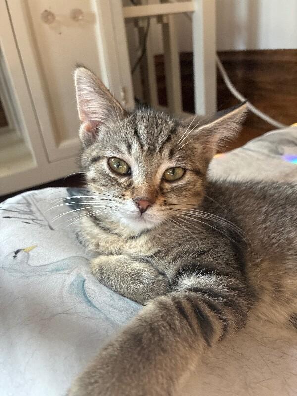 Enlarge Noodle, a Adoptable Domestic Short Hair in Adrian, MI image 4/6