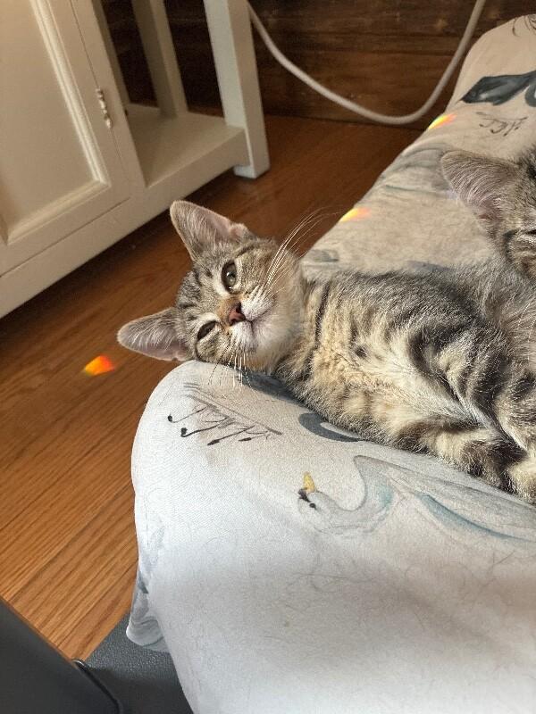 Enlarge Noodle, a Adoptable Domestic Short Hair in Adrian, MI image 5/6
