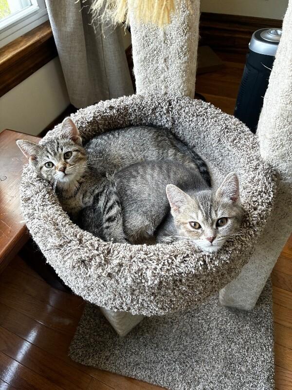 Enlarge Noodle, a Adoptable Domestic Short Hair in Adrian, MI image 6/6