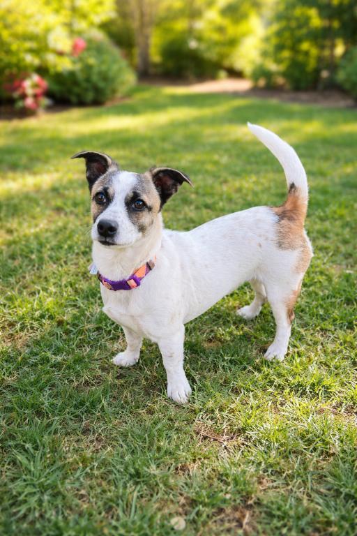 Enlarge Fifi, a Adoptable mixed breed in Orange, CA image 1/2