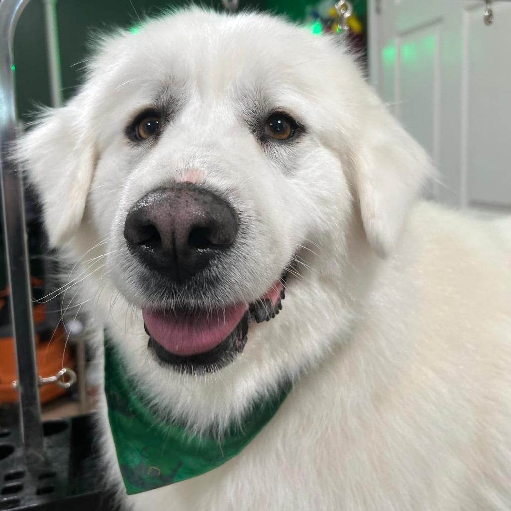 Enlarge Dakota, a Adoptable Great Pyrenees in Kingman, KS image 1/3