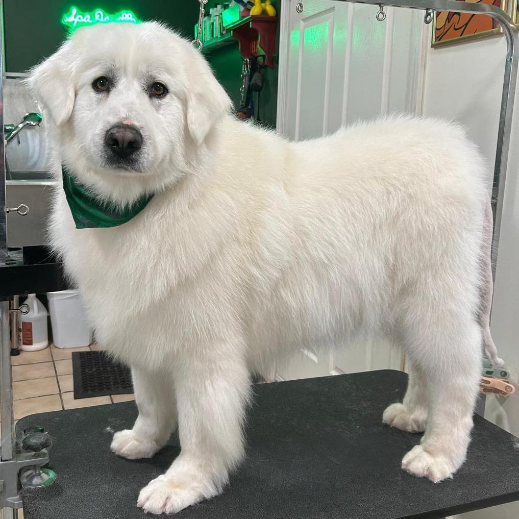 Enlarge Dakota, a Adoptable Great Pyrenees in Kingman, KS image 3/3