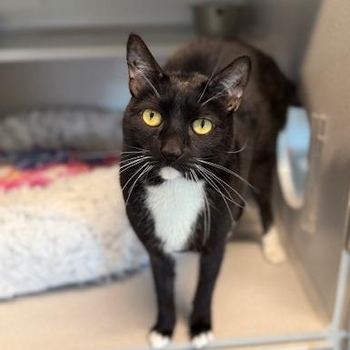 Enlarge Nala, a Adoptable Domestic Short Hair in Washougal, WA image 1/3