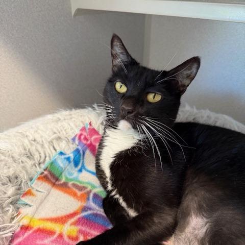 Enlarge Nala, a Adoptable Domestic Short Hair in Washougal, WA image 2/3