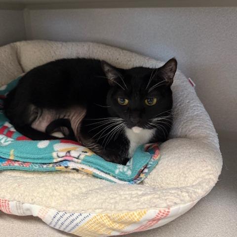 Nala, Adoptable, Adult Female Domestic Short Hair.
