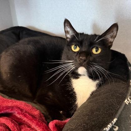 Enlarge Nala, a Adoptable Domestic Short Hair in Washougal, WA image 2/4