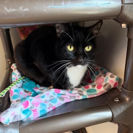 Enlarge Nala, a Adoptable Domestic Short Hair in Washougal, WA image 3/4