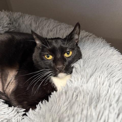 Enlarge Nala, a Adoptable Domestic Short Hair in Washougal, WA image 3/3