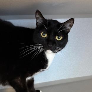 Enlarge Nala, a Adoptable Domestic Short Hair in Washougal, WA image 4/4