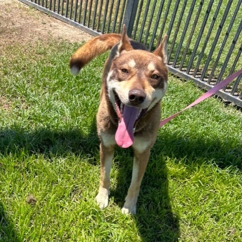 HEMI, Adoptable, Adult Male Husky.