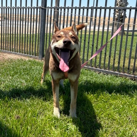 HEMI, a Adoptable Husky in Delano, CA image 4/5