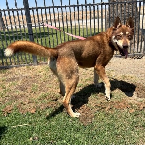 HEMI, a Adoptable Husky in Delano, CA image 3/5