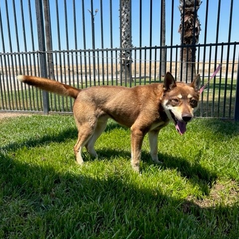 HEMI, a Adoptable Husky in Delano, CA image 5/5