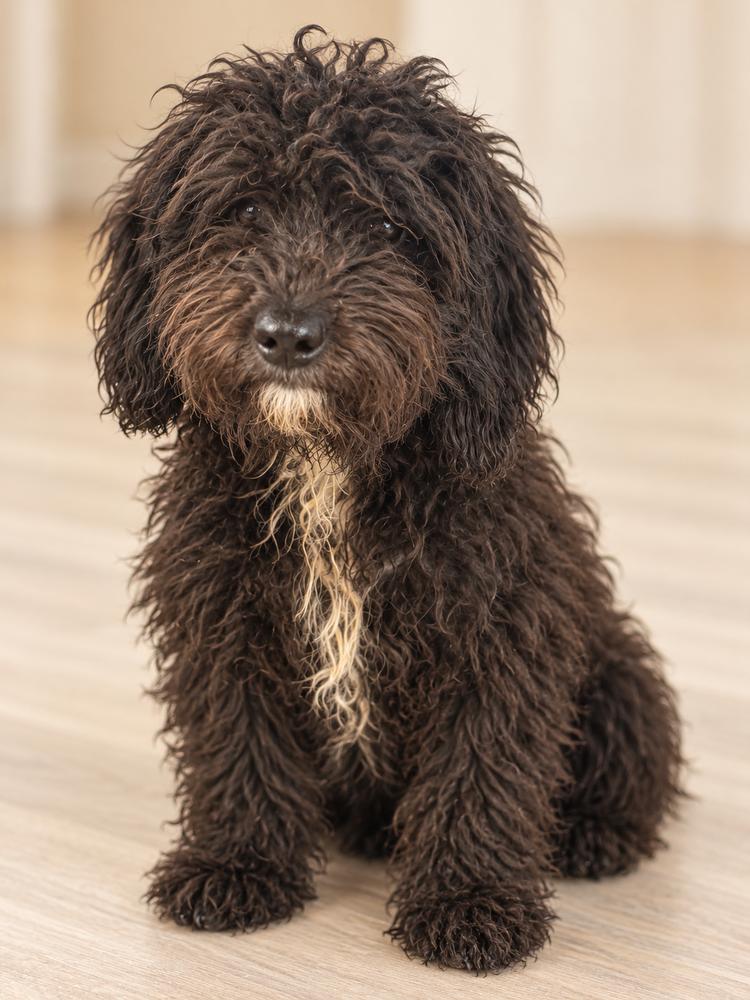 Enlarge Hippy, a Adoptable mixed breed in Canton , GA image 1/1