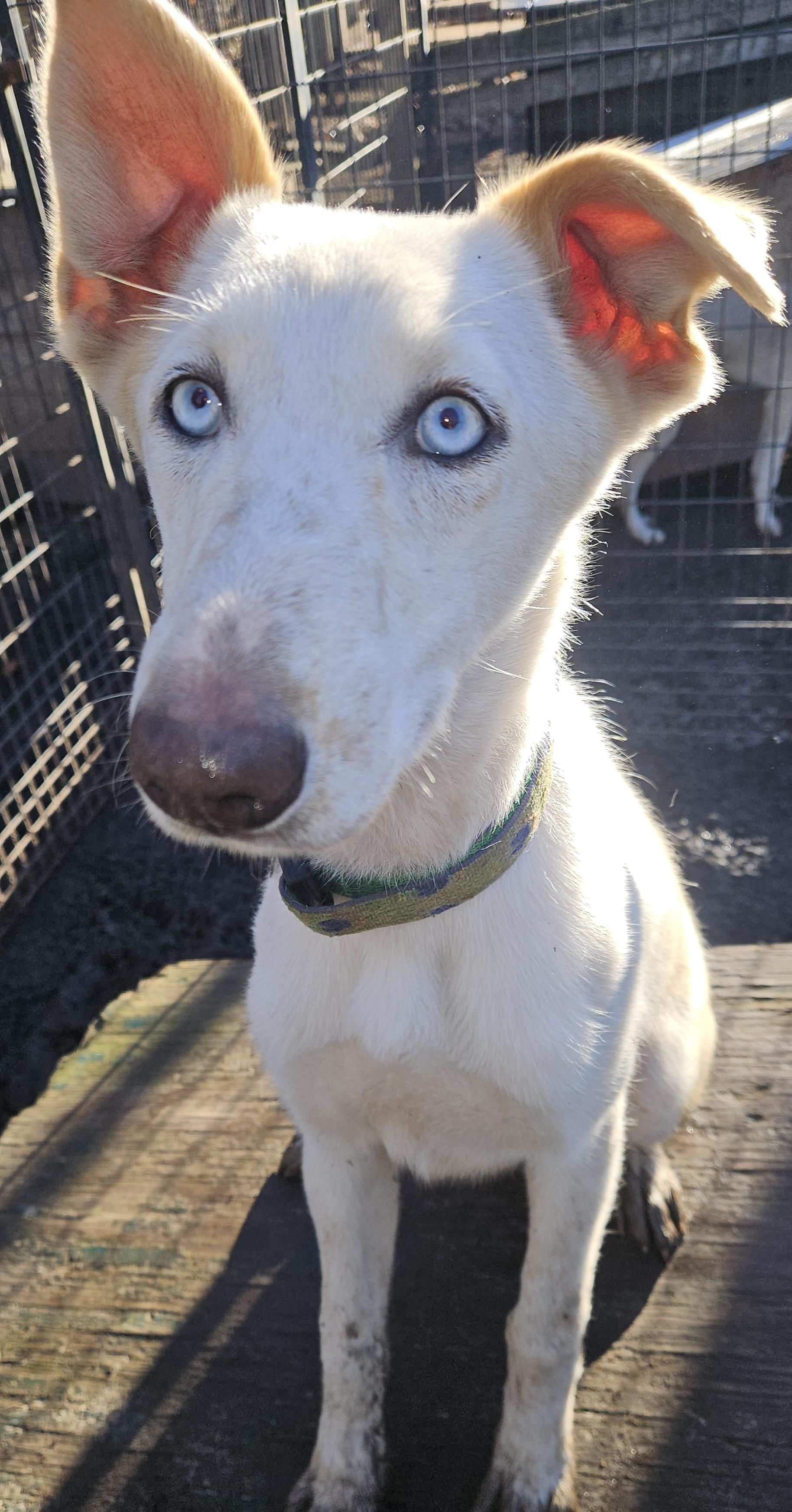 Honey (SPECIAL NEEDS)