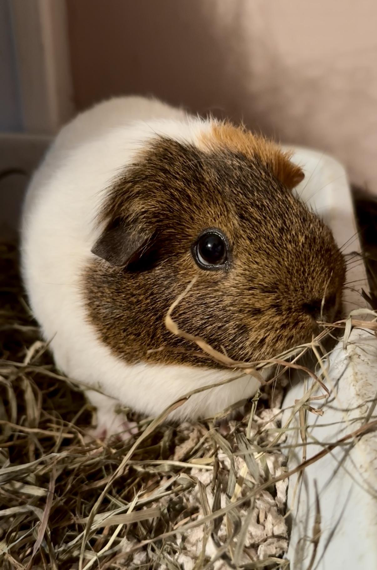 Muff, Adult Female Guinea Pig