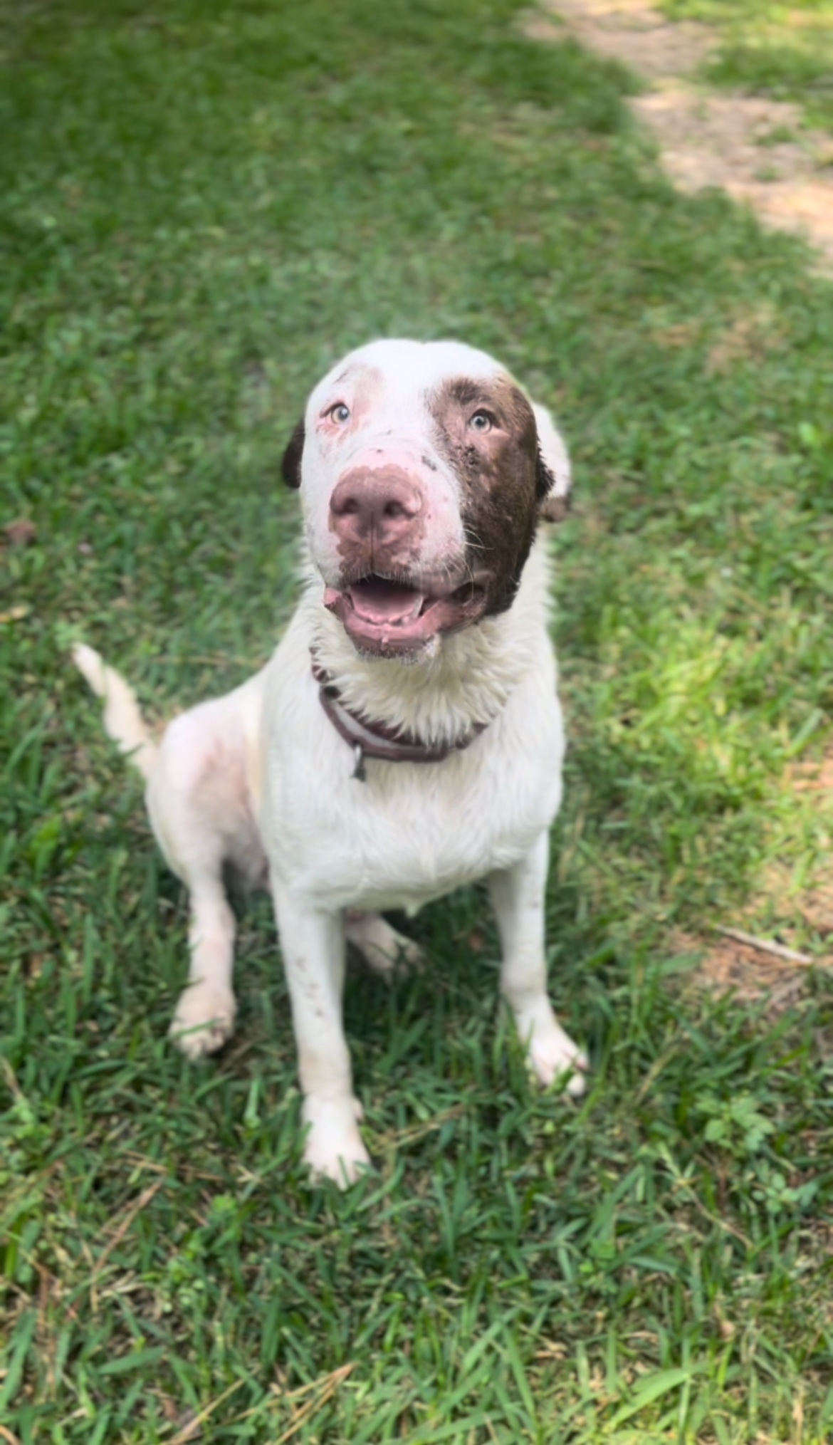 Boris, Adoptable, Adult Male English Pointer & Labrador Retriever.