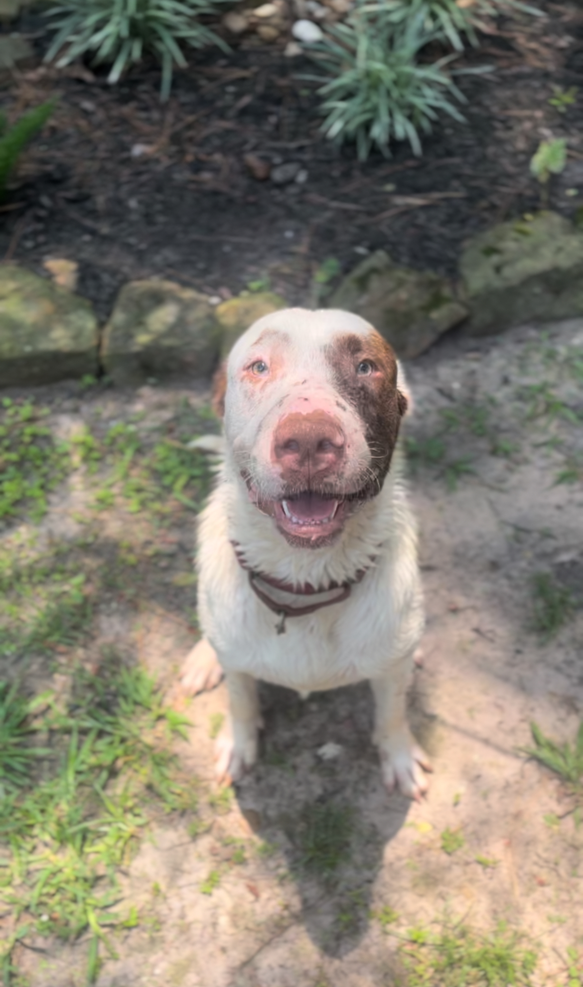 Boris, a Adoptable mixed breed in Albany, NY image 2/5