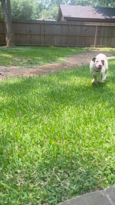 Enlarge Boris, a Adoptable mixed breed in Albany, NY video 5/5