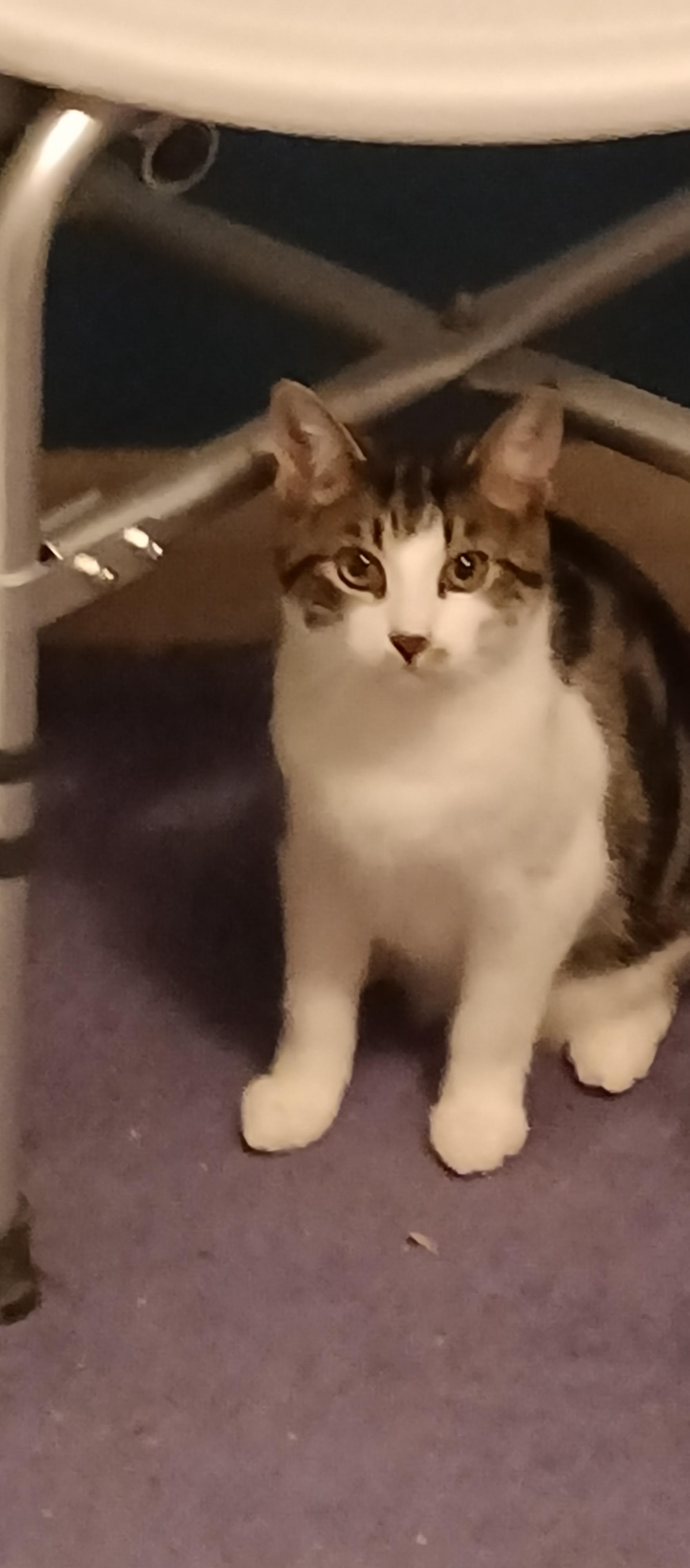 Enlarge Tabby *MUST BE ADOPTED W CANDY, BABY OR BUDDY*, a ADOPTABLE Domestic Short Hair in Toronto, ON image 1/4