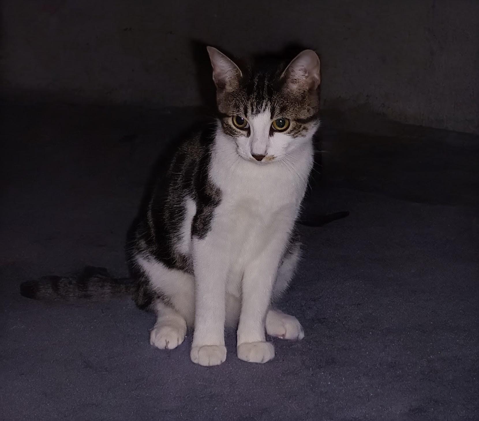 Tabby *MUST BE ADOPTED WITH CANDY* — thumbnail 2