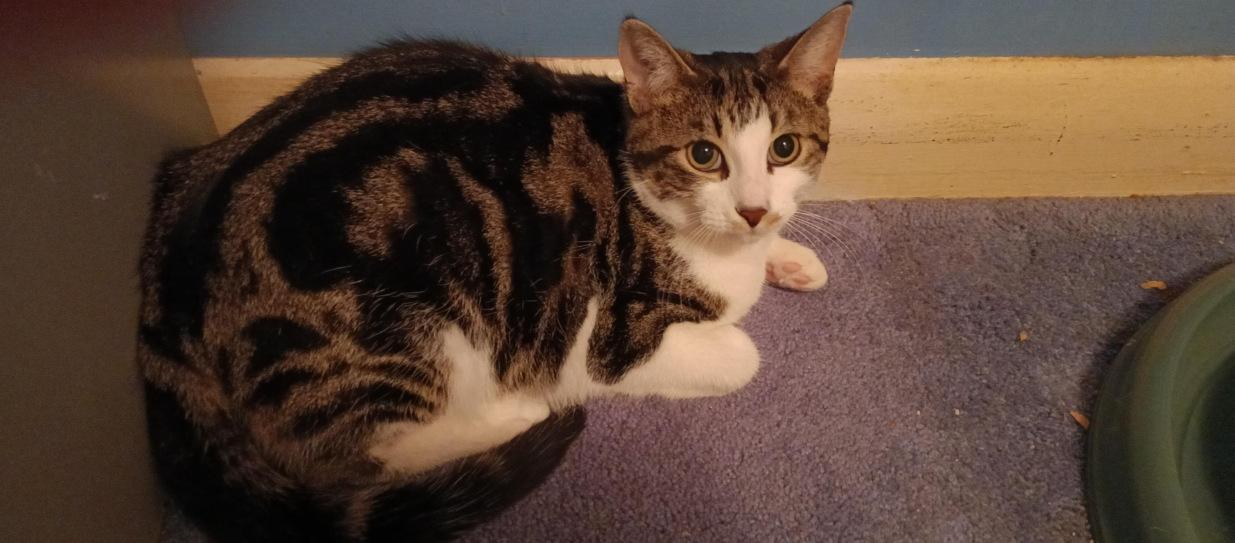 Enlarge Tabby *MUST BE ADOPTED W CANDY, BABY OR BUDDY*, a ADOPTABLE Domestic Short Hair in Toronto, ON image 3/4