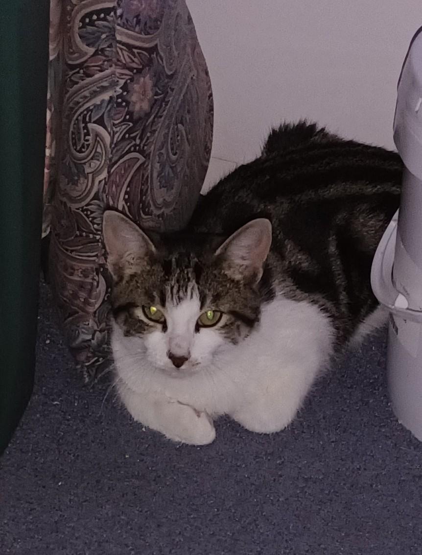 Enlarge Tabby *MUST BE ADOPTED W CANDY, BABY OR BUDDY*, a ADOPTABLE Domestic Short Hair in Toronto, ON image 4/4