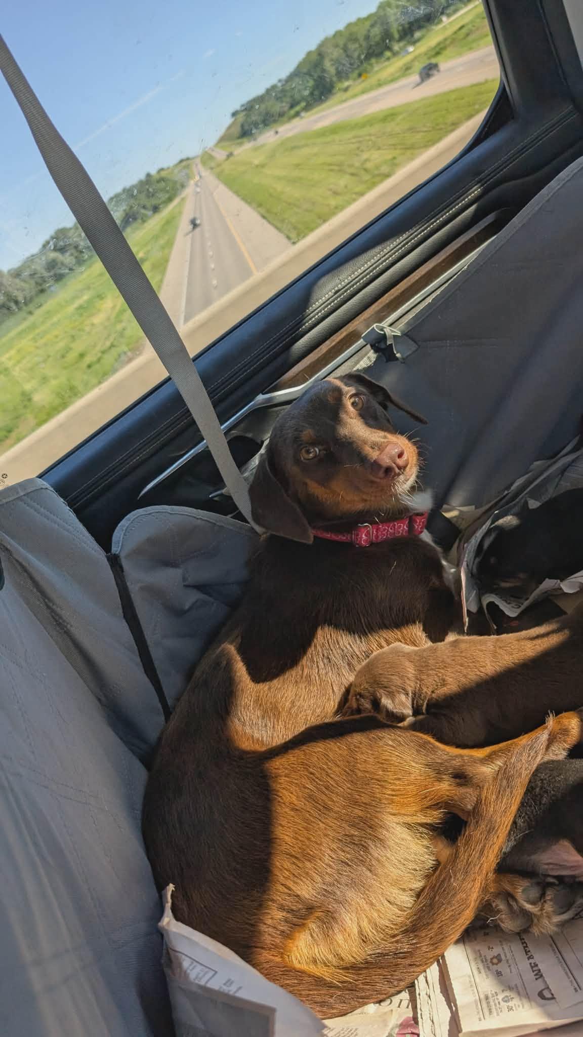 Heidi, Adopted, Young Female Dachshund & Corgi.