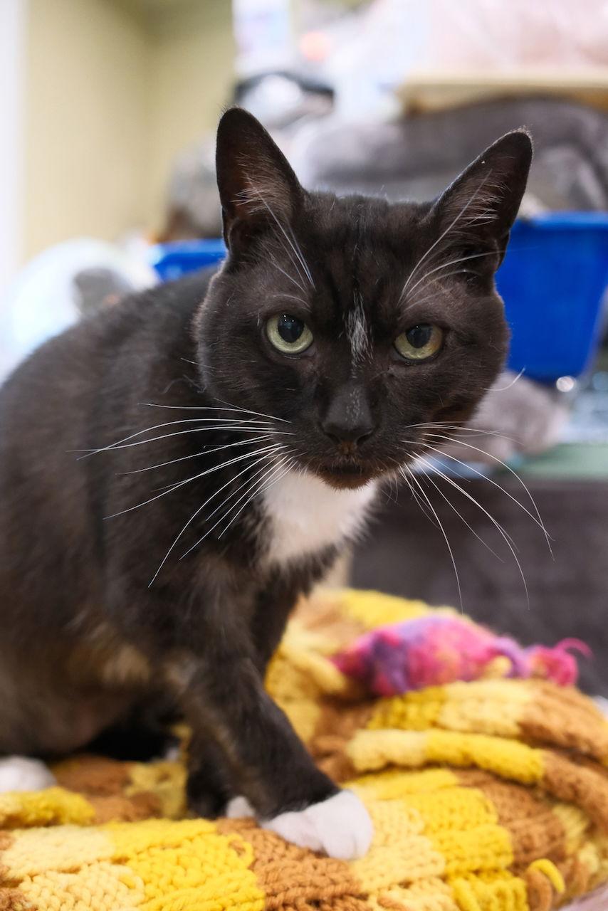 Enlarge Hobo, a Adoptable Domestic Short Hair in Markham, ON image 1/3