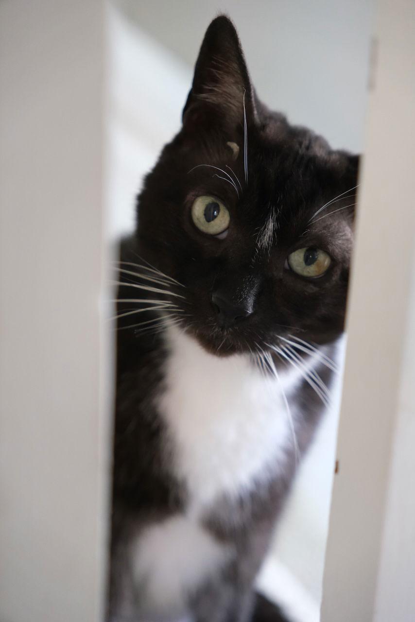 Enlarge Hobo, a Adoptable Domestic Short Hair in Markham, ON image 3/3