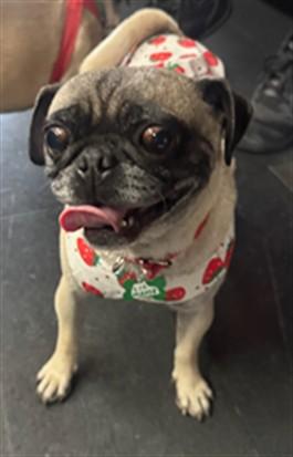 LIL MAMA, Adoptable, Adult Female Pug.