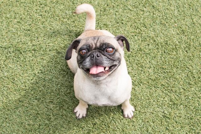 LIL MAMA, Adoptable, Adult Female Pug.