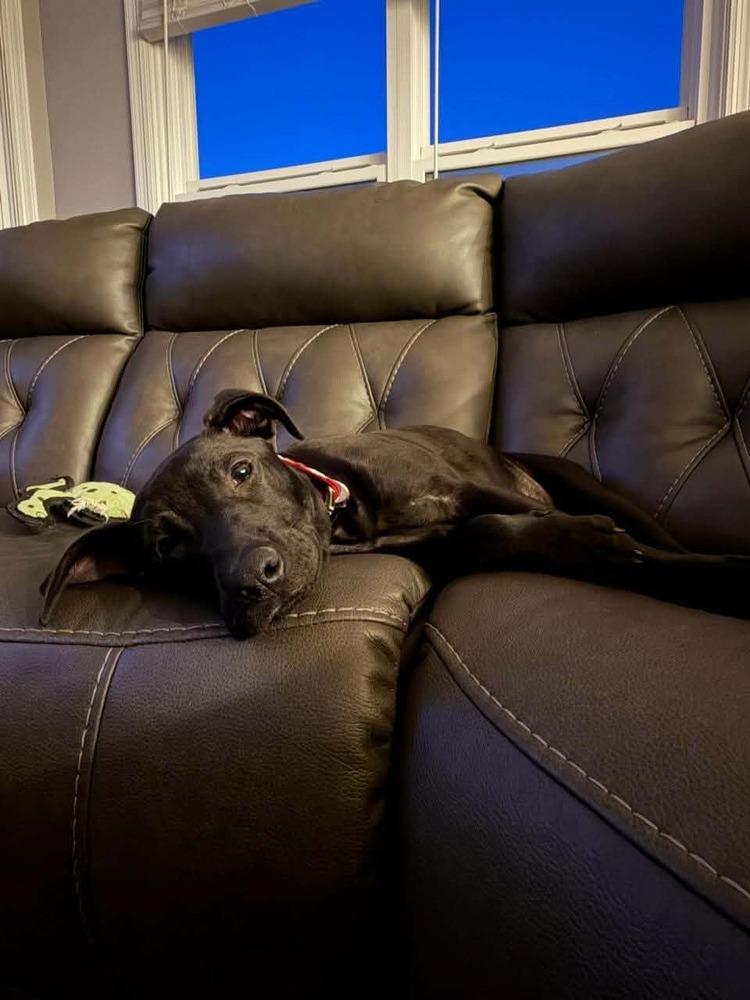 Enlarge Tiny Tornado - Fostered in Omaha, a Adoptable mixed breed in Shawnee Mission, KS image 1/2