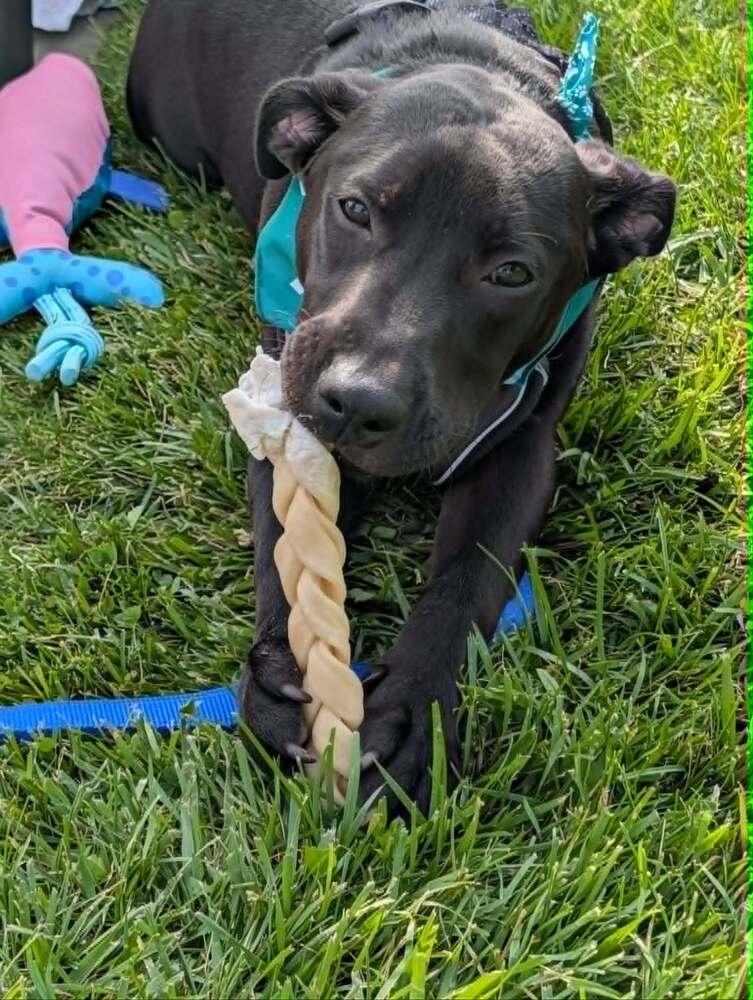 Tiny Tank - Fostered in Omaha, a Adoptable mixed breed in Shawnee Mission, KS image 2/5