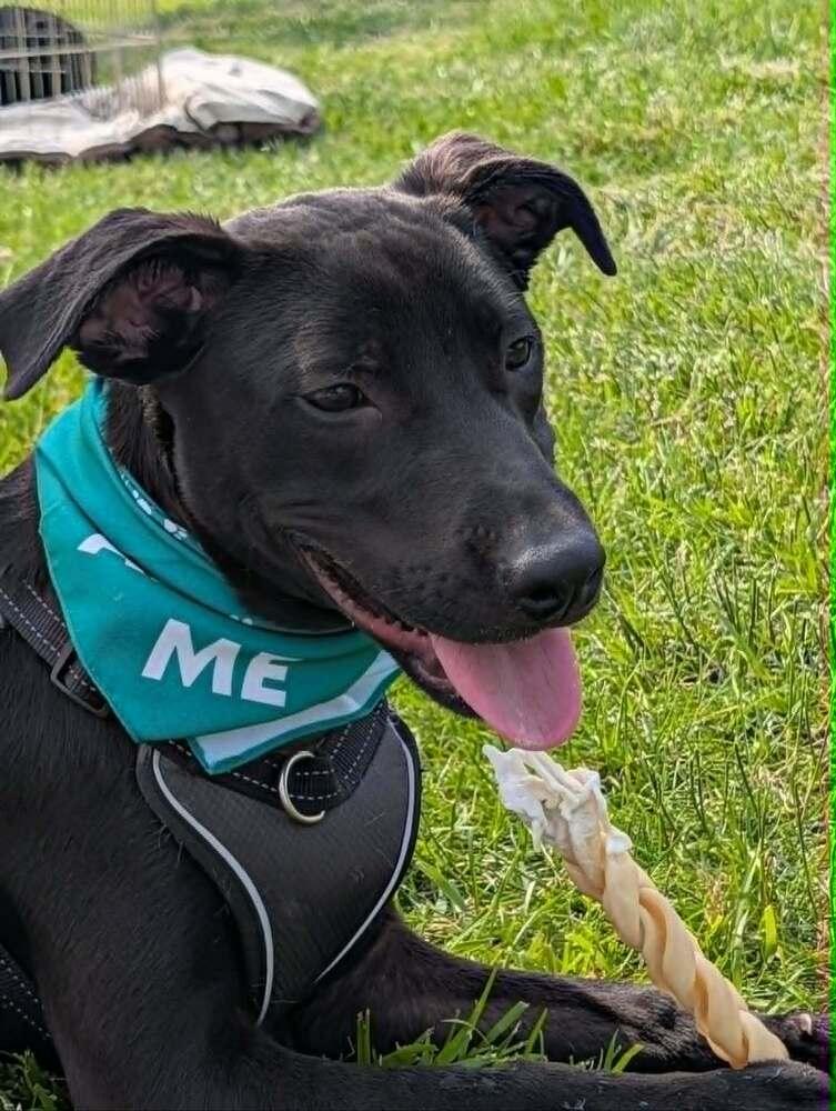 Tiny Tank - Fostered in Omaha, a Adoptable mixed breed in Shawnee Mission, KS image 3/5