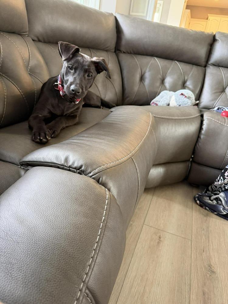 Enlarge Tiny Tornado - Fostered in Omaha, a Adoptable mixed breed in Shawnee Mission, KS image 2/2