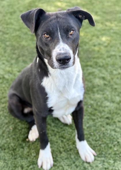 Pepe, a Adoptable mixed breed in Red Bluff, CA image 3/4
