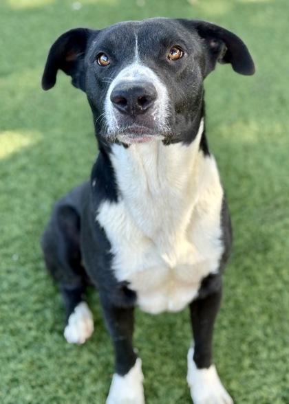 Pepe, a Adoptable mixed breed in Red Bluff, CA image 2/4