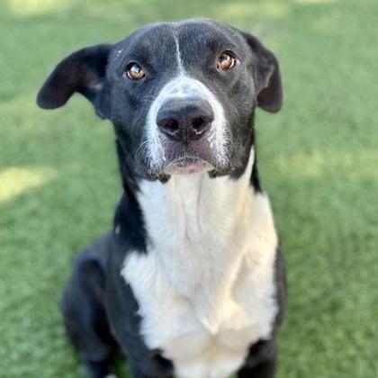 Pepe, a Adoptable mixed breed in Red Bluff, CA image 1/4